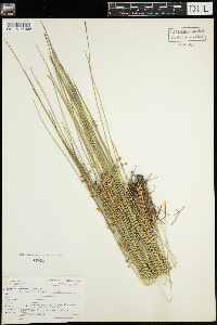 Juncus filiformis image