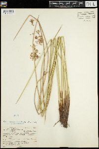 Juncus effusus image