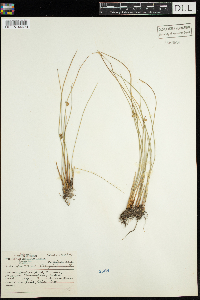 Juncus filiformis image