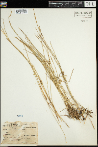 Juncus filiformis image