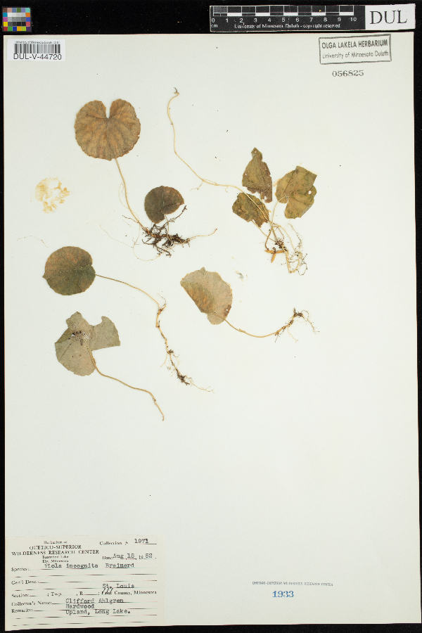 Viola renifolia image