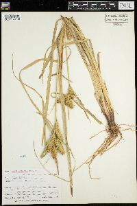 Carex retrorsa image