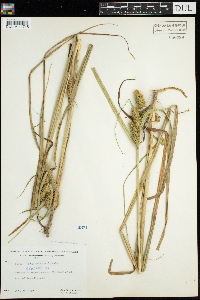 Carex retrorsa image