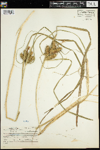 Carex retrorsa image