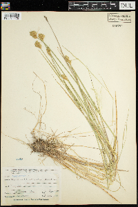 Carex scoparia image