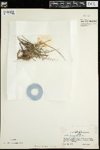 Isoetes echinospora image