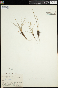 Isoetes echinospora image