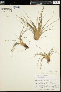 Isoetes echinospora image