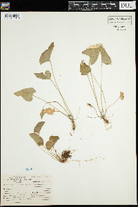 Viola novae-angliae image