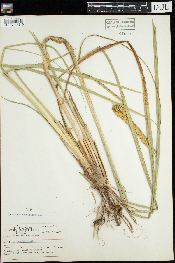 Carex rostrata image