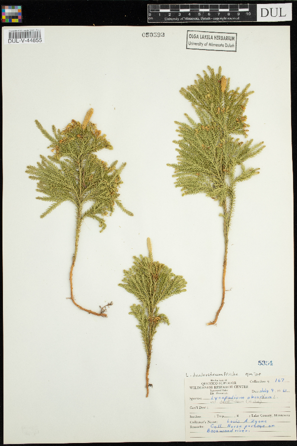 Dendrolycopodium obscurum image