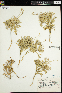 Diphasiastrum tristachyum image