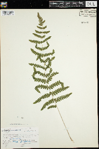 Thelypteris palustris image