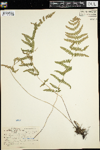 Thelypteris palustris image