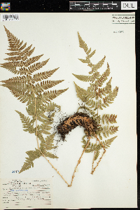 Dryopteris spinulosa image