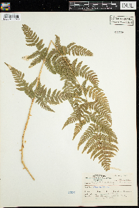 Dryopteris spinulosa image