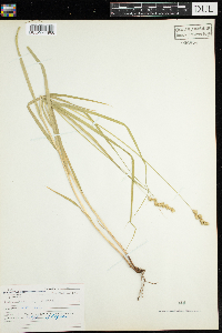 Carex projecta image