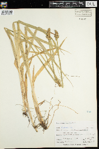 Carex stipata image