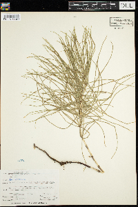 Equisetum arvense image