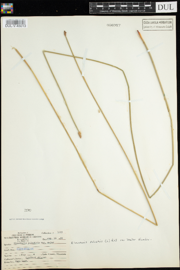 Eleocharis palustris var. palustris image