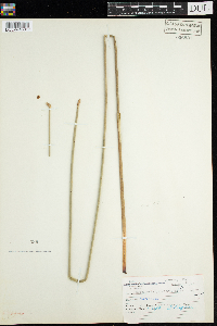 Eleocharis palustris image