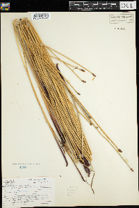 Eleocharis palustris image