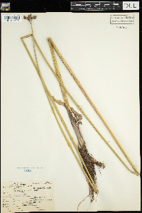 Schoenoplectus acutus image