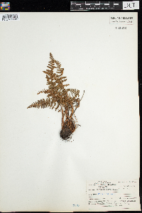 Woodsia ilvensis image