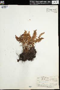 Woodsia ilvensis image