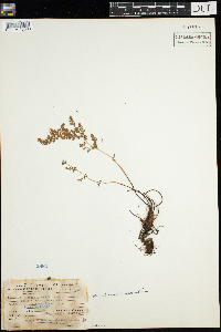 Image of Woodsia ilvensis x scopulina