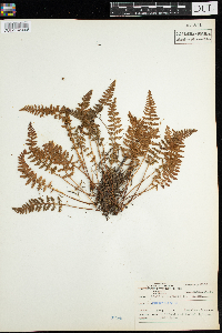 Woodsia ilvensis image