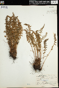 Woodsia ilvensis image