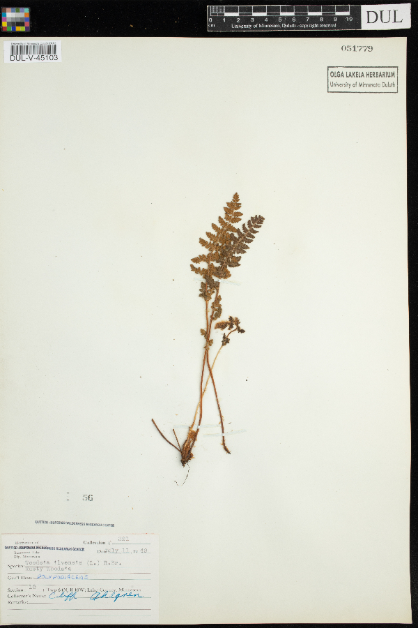 Woodsia ilvensis image