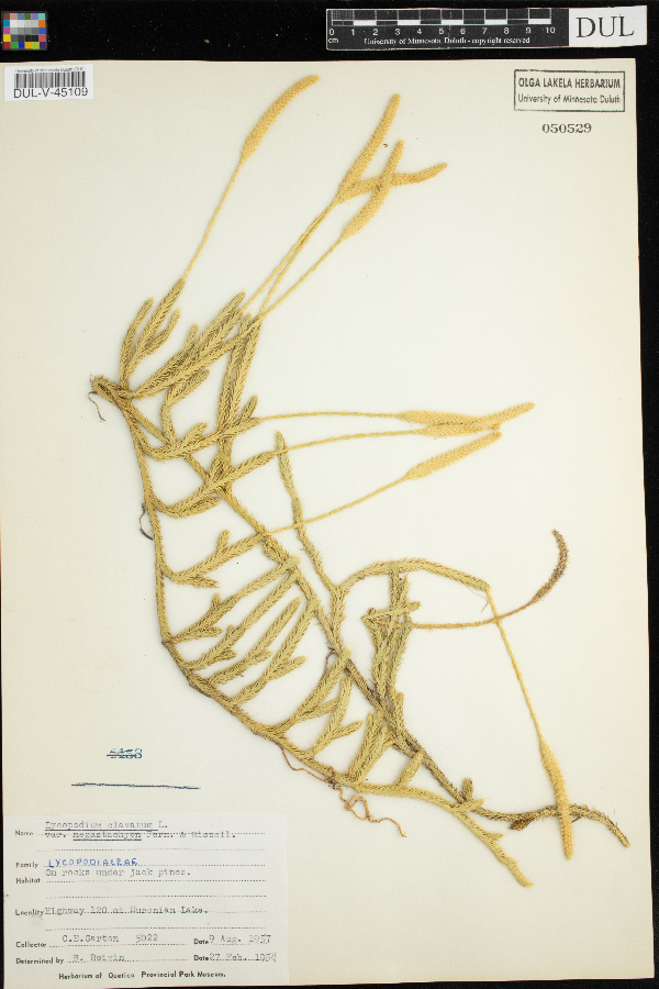 Lycopodium clavatum var. megastachyon image