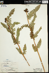 Osmunda claytoniana image