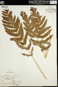 Osmunda claytoniana image