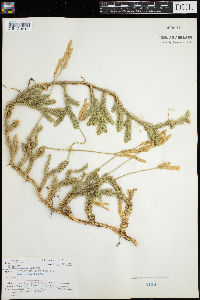 Lycopodium clavatum image