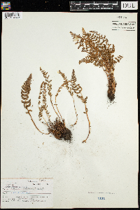 Woodsia ilvensis image