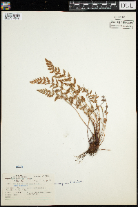 Woodsia oregana image