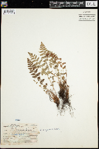 Woodsia oregana image