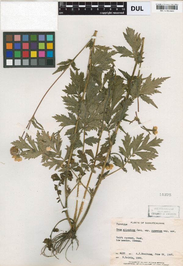 Geum aleppicum var. cuneatum image