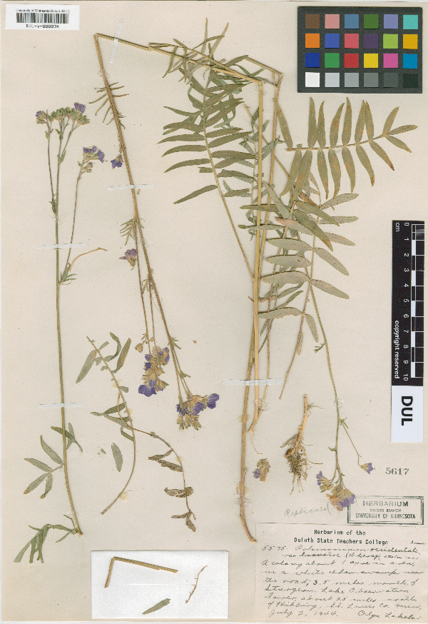 Polemonium occidentale image