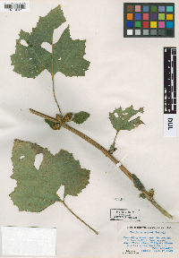 Xanthium strumarium image