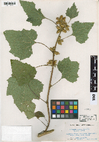 Xanthium strumarium image