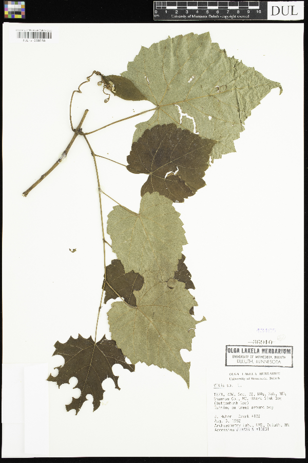 Vitis image