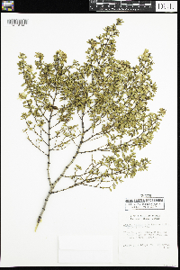 Larrea tridentata image