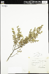 Larrea tridentata image