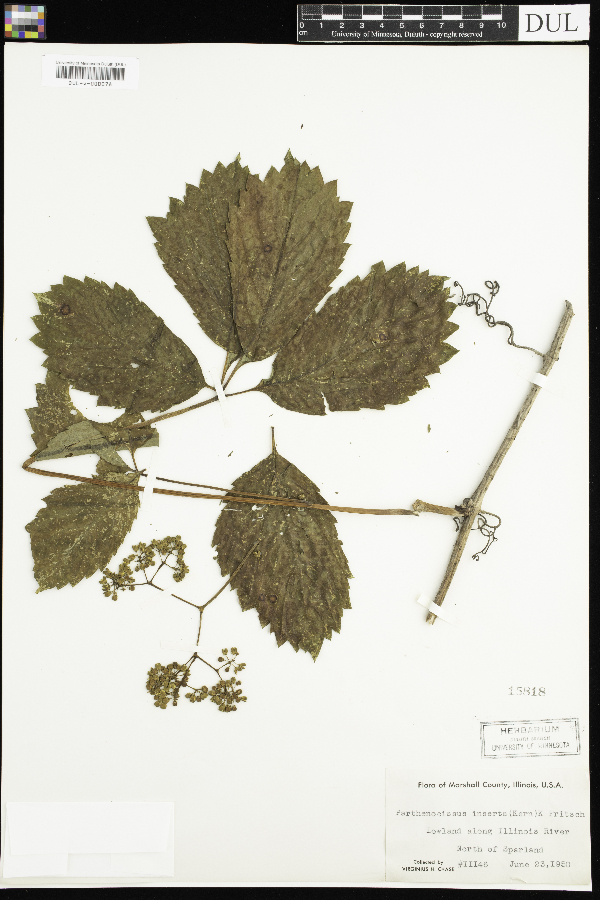 Parthenocissus quinquefolia image