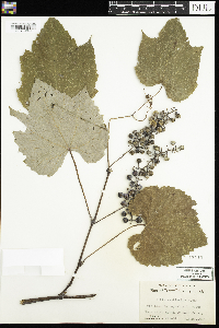 Vitis aestivalis image