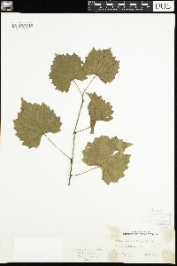 Vitis cinerea image